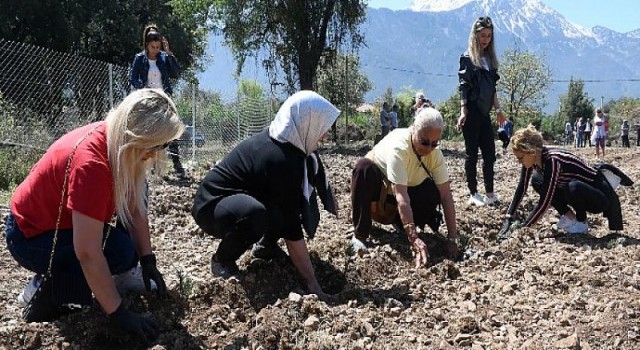 Kemer Lavanta Kokacak