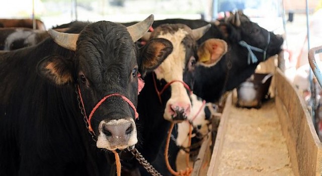 Çankaya’da Kurban Satış Yeri Başvuruları Başlıyor