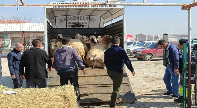 Çumra’dan Deprem Bölgesine Küçükbaş Hayvan Desteği