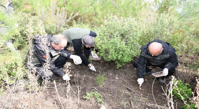 Mersin’de orman zararlılarına karşı biyolojik mücadele