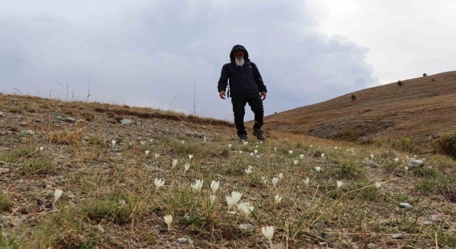 Bu çiçekler yaylalardan ’vargit’ diyor