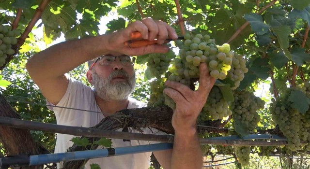 ”Delice beyazı” üzümün hasadı başladı: 3 dönüm bağdan 8 ton çıktı, 240 bin liraya sattı