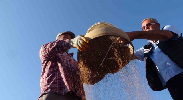 Coğrafi işaretli ”altın susam”da hasat zamanı, kilosu 80-85 TL’den alıcı buluyor