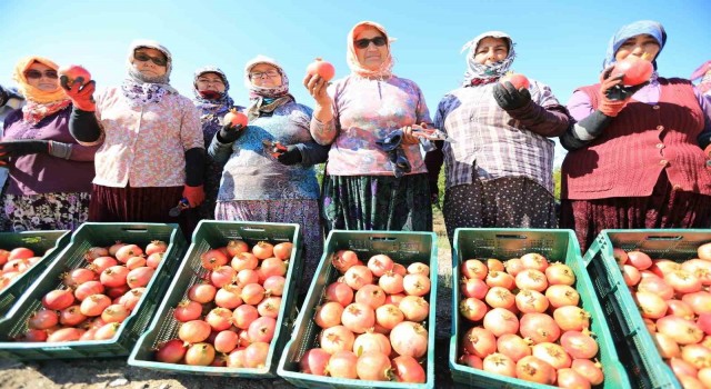 Zeytinköy’ün ilk ‘nar şenliği’ bu pazar yapılacak