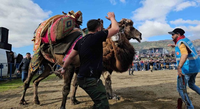 Buharkent’te develer güreşti, izleyenler coştu