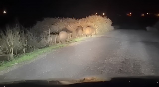 Siirt’te domuz sürüsü görüldü