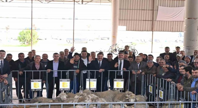 Büyükşehir, Kepsut’ta damızlıkları üreticiyle buluşturdu