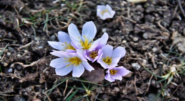 Kardelenler baharın müjdesini verdi