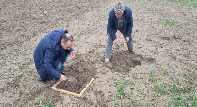 Kütahya’da hububat ekili alanlarda Ekin Kambur Böceği zararlısı tespit edildi