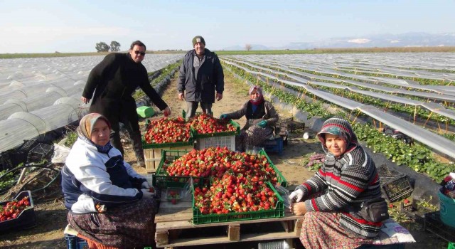 Mersin’de örtü altında çilek hasadı sürüyor