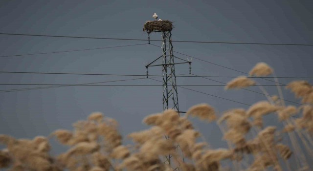 5 bin kilometre yol kat edip ata yurduna döndüler