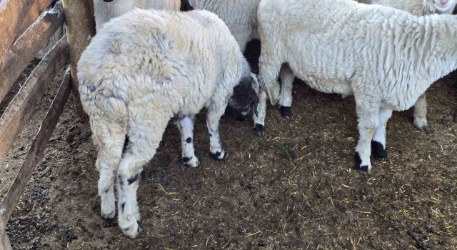 Beldeye adını veren Karayaka koyunu tescillendi