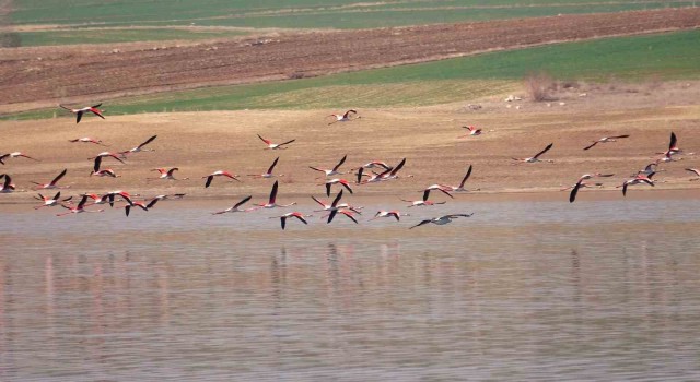 Flamingo akını bozkırı renklendirdi