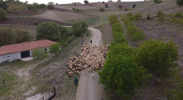 Amasya’da koyun sürülerinin yayla göçü erken başladı