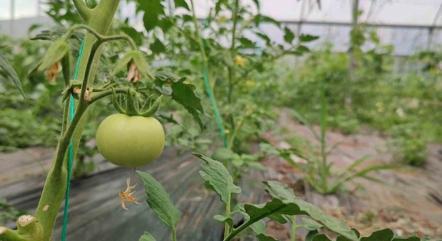 Doğu Anadolu’nun en büyük serası bölgenin sebze ihtiyacını karşılıyor