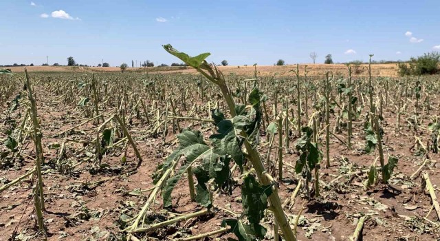 Kırklareli’nde yaşanan dolunun hasar tespiti tamamlandı