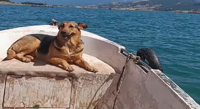 Tokat’ta sevimli köpeğin sandal turu gülümsetti