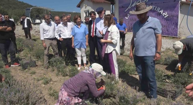 Kütahya’da çini sanatçısı Nida Olçar’ın oluşturduğu lavanta bahçesinde hasat dönemi başladı