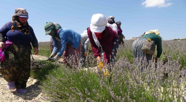 Susuz yetişen lavanta hasadı başladı