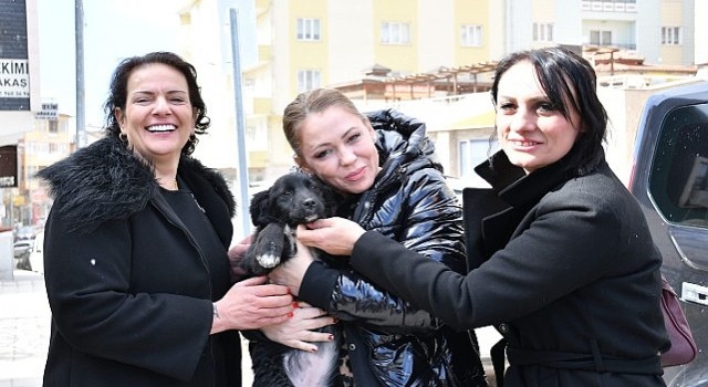 Manisa’da Sokak Hayvanları için Ortak Akıl, Bilimsel ve Akılcı Yaklaşım