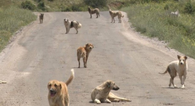 Belediyelere tarihi ceza: Her hayvan için 71 bin 965 lira