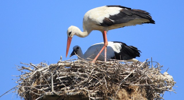 Yaren leyleği kıskandıracak Leylek Köyü