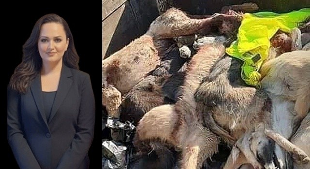 Merkez Sağ Parti Samsun İl Başkanı Kocabay'dan Vicdanları Yaralayan Olaya Sert Tepki