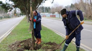 Ağaçlandırma Gölcük İpek Yolunda devam ediyor