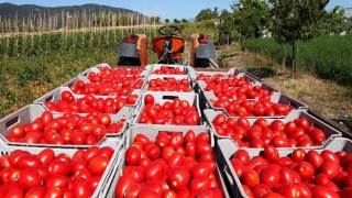 Domates ve mamulleri ihracatı 1 milyar dolara koşuyor