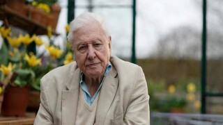 Sir David Attenborough ile Doğal Dünyanın Olağanüstü Seslerini Dinlemeye Davetlisiniz