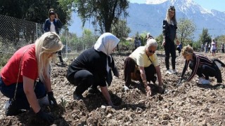 Kemer Lavanta Kokacak