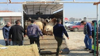 Çumra’dan Deprem Bölgesine Küçükbaş Hayvan Desteği