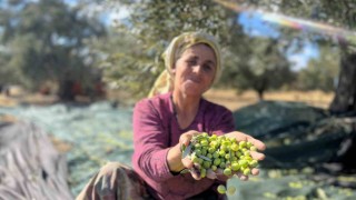 Aliağa, zeytin hasat şenliğinde buluşuyor