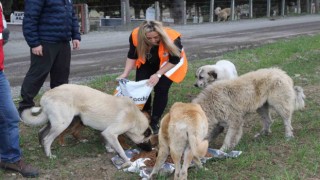 Atakum Belediyesi’nden patili dostlara 32 ton mama desteği