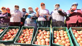 Zeytinköy’ün ilk ‘nar şenliği’ bu pazar yapılacak