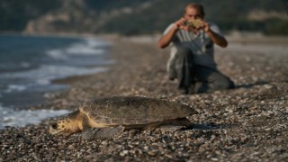 Antalya’da 2023 yılında 144 bin 334 yavru caretta caretta denizle buluştu