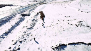 Iğdır’da kar yağışı sonrası hayvan sürülerinin zorlu kış dönüşü başladı