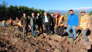 Kumluca’ya 50 dönümlük alanda ikinci bal ormanı