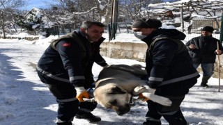 Osmangazi’de başıboş köpekler mercek altında