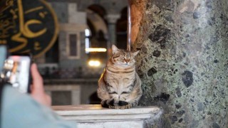 Ayasofya Camii’nin ziyaret katına giren ilk kedi turistlerin yeni Gli’si oldu