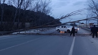 Bolu-Mudurnu yolunda devrilen ağaç yolu trafiğe kapattı