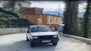 Bu köpeğin en büyük tutkusu kamyonetin tavanında yolculuk etmek