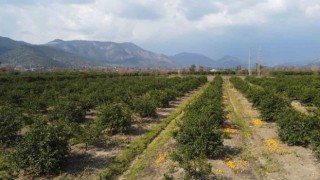 Adana’da para etmeyen narenciye bahçede kaldı