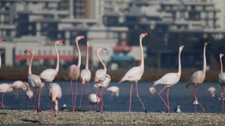 İzmir’in doğasını yok edecek seçim vaadine tepki: Körfez Geçiş Projesi yok etmenin reçetesidir.