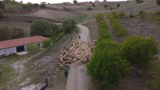 Amasya’da koyun sürülerinin yayla göçü erken başladı