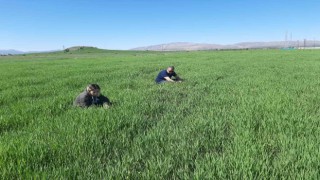 Elazığ’da süne ile mücadele çalışmaları başladı