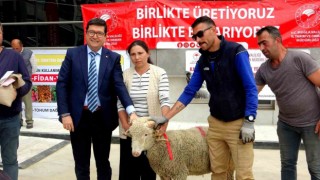 Muğla’da 75 adet koç ve 625 kilogram yerfıstığı üreticilere dağıtıldı