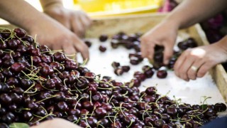 Türkiye, meyve üretiminde dünyada 4’üncü sırada