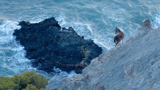 Akdeniz Bölgesini Muazzam Bir Keşfe Çıkaracak : National Geographic WILD ekranlarına geliyor.