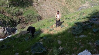 Bitlis’te zorlu yayla muzu mesaisi başladı